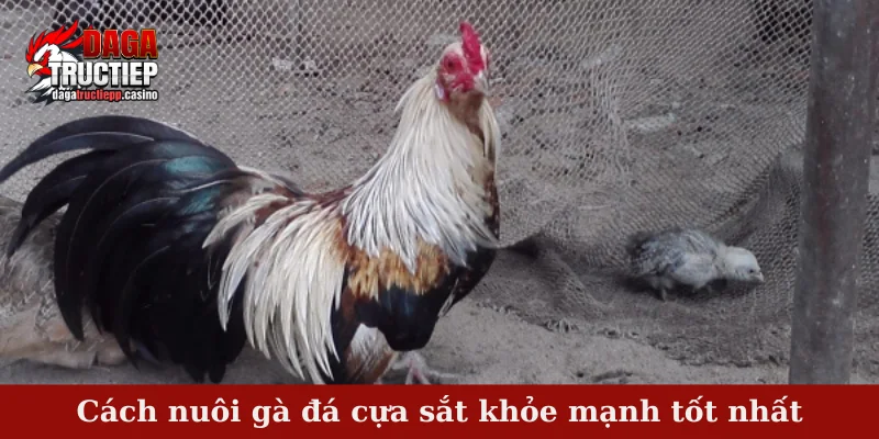 Cách nuôi gà đá cựa sắt khỏe mạnh tốt nhất