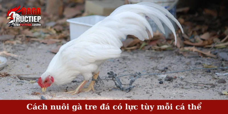 Cách nuôi gà tre đá có lực tùy mỗi cá thể