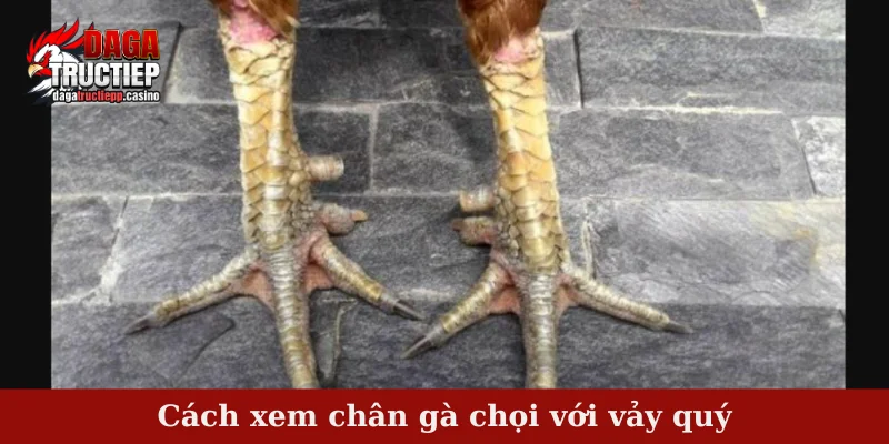 Cách xem chân gà chọi với vảy quý