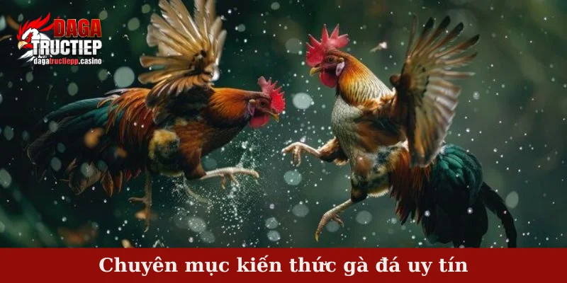 Chuyên mục kiến thức gà đá uy tín