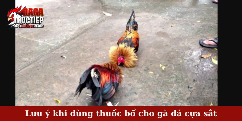 Lưu ý khi dùng thuốc bổ cho gà đá cựa sắt