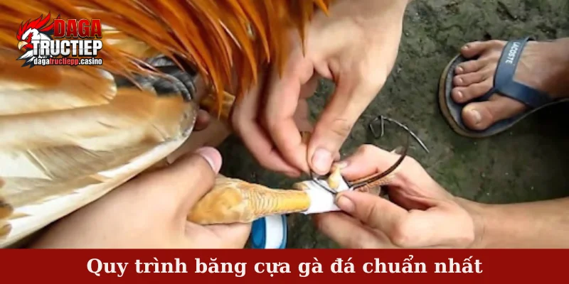 Quy trình băng cựa gà đá chuẩn nhất