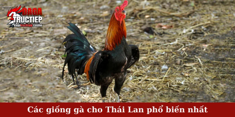 Các giống gà cho Thái Lan phổ biến nhất