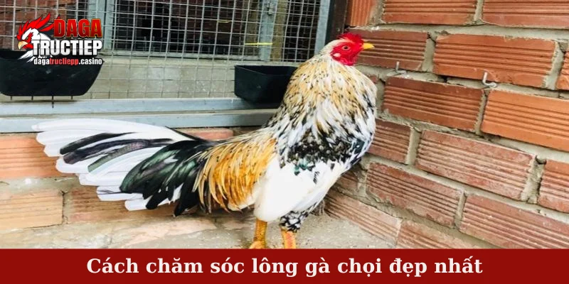 Cách chăm sóc lông gà chọi đẹp nhất