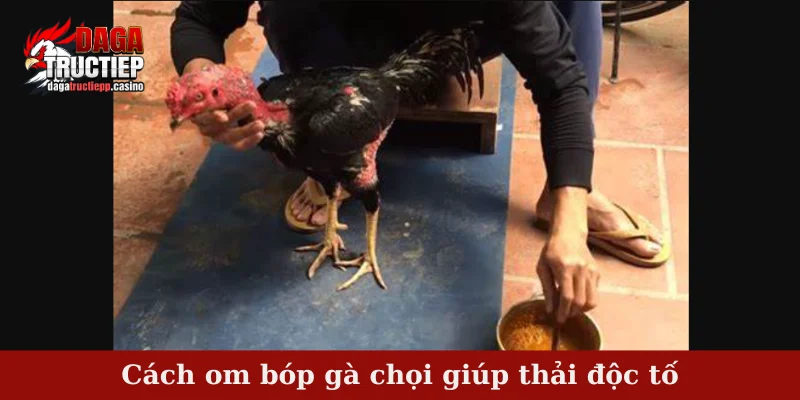 Cách om bóp gà chọi giúp thải độc tố