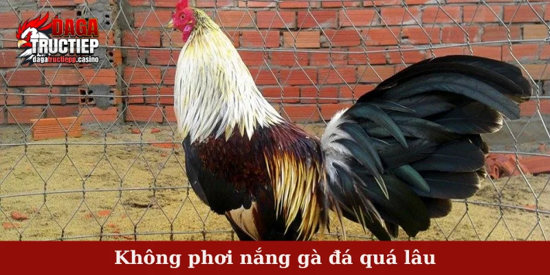 Không phơi nắng gà đá quá lâu