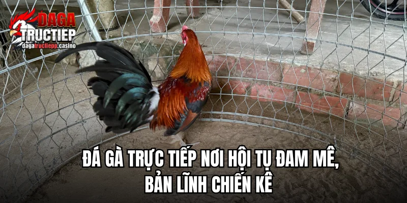 Đá Gà Trực Tiếp ÉC🎖️ Link Phát Sóng Full HD - Chân Gà Xả Tắc 9/2026 2 Các yếu tố tạo nên một trận đá gà trực tiếp