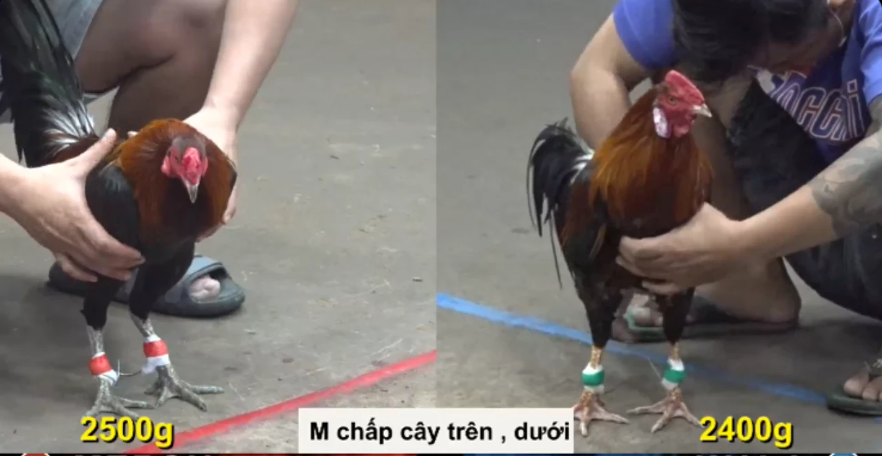 Full clip đá gà trực tiếp CPC5 Thomo ngày 25-09-2026