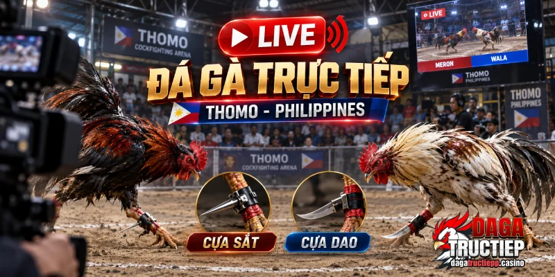 Đá Gà Trực Tiếp ÉC🎖️ Link Phát Sóng Full HD - Chân Gà Xả Tắc 9/2026 3 Đá gà trực tiếp Thomo và Philippines, cựa sắt và cựa dao.